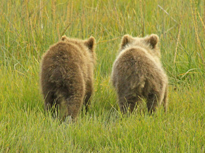 TWO LITTLE GRIZZLY CUBS