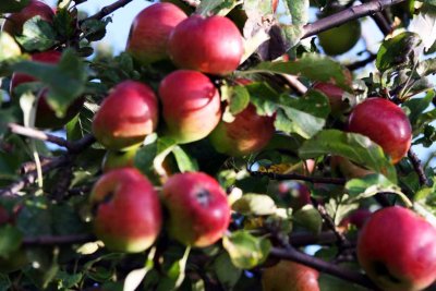 APPLE TIME003.jpg