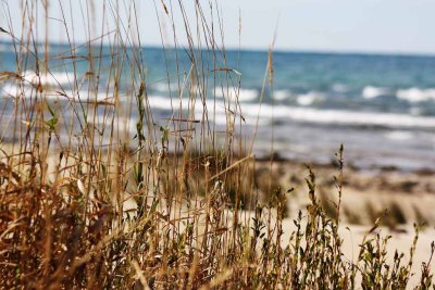 BEACH GRASS005.jpg