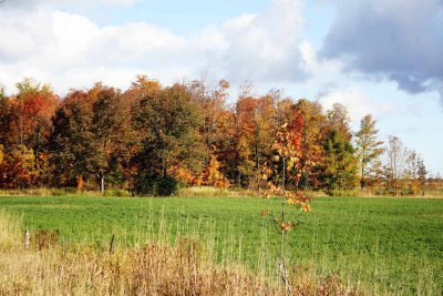 FIELD OF GREEN  TREES OF COLOUR012.jpg