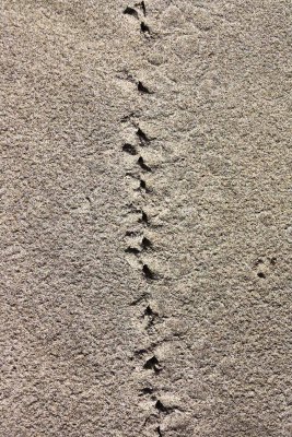 DEW DROPS ON THE SAND011.jpg