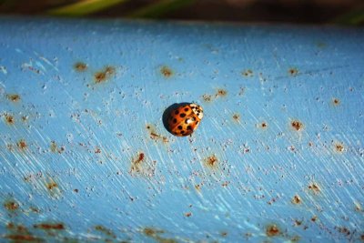 LADY BUG FLY AWAY HOME020.jpg