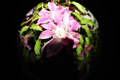 Flower Through A 'Fisheye'