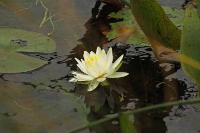 Water Lily
