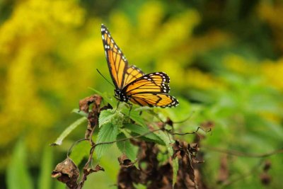 Monarch Butterfly