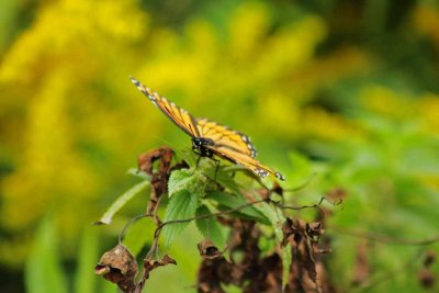 Monarch Ready for Flight