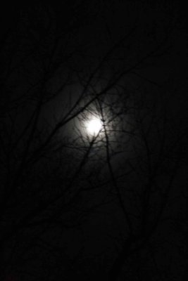 November Moon