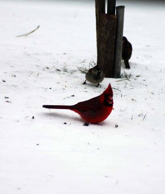 I see feathers002.jpg