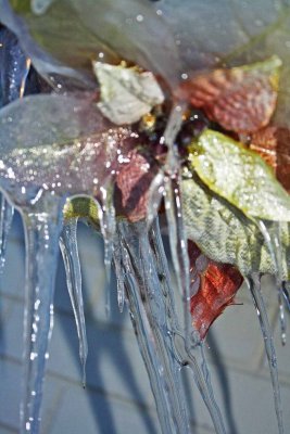 Icy Cover