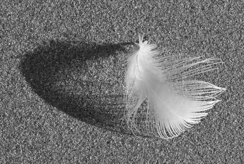 Gulls Feather