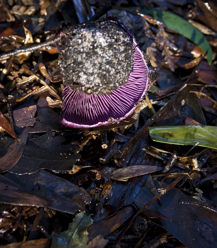 Purple mushroom i