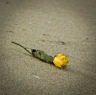 In Memoriam: Ashes Gone, Flowers Remain I