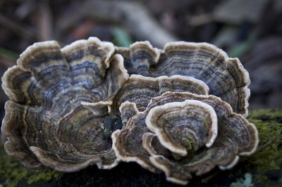 Fungus (detail)