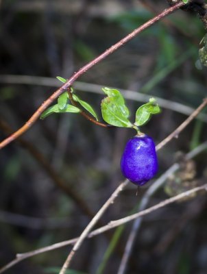 bush berry