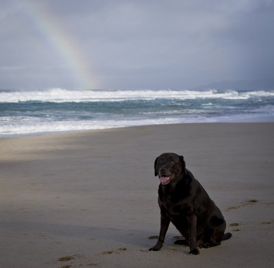 The dog at the end of the rainbow ii