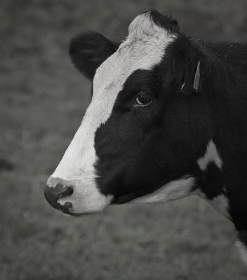 Cow portrait ii