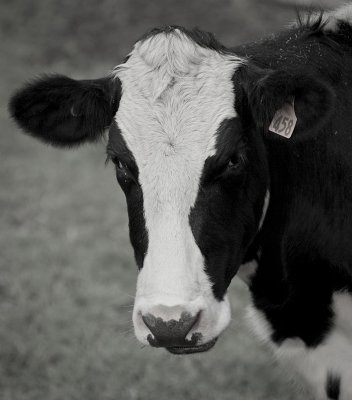 Cow portrait iii