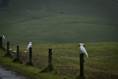 wild cockatoos