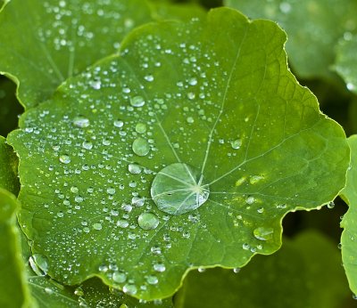 nasturtium i