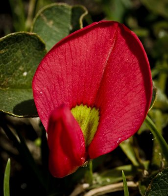 Clover flower or orchid? i