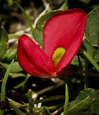 Clover flower or orchid? ii