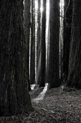 Redwood rays BW
