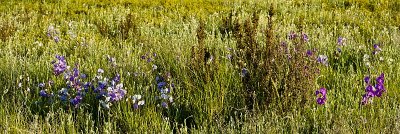 Native Pea & Poverty Bush iv