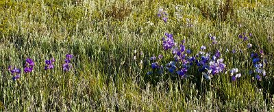 Native Pea & Poverty Bush vi