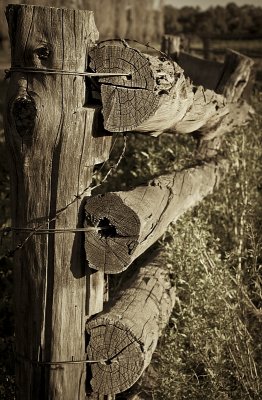 Cattleyard fence