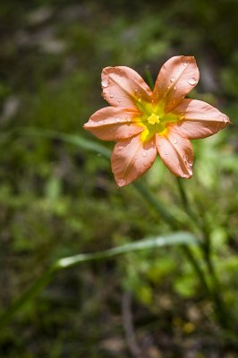Wildflower i