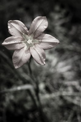 Wildflower BW