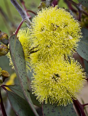 Eucalypt i