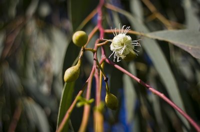 eucalypt buds, flower & bokeh