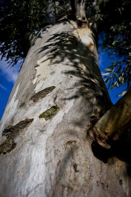 redgum trunk