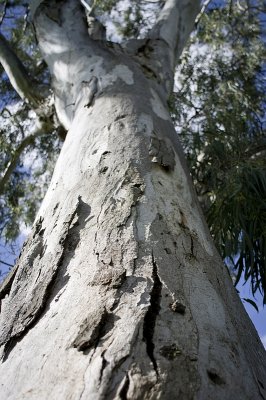 Dendritus with limbs asunder