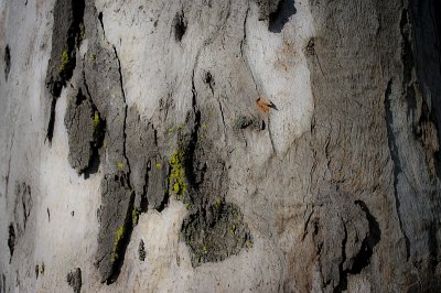 redgum bark