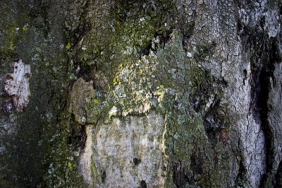 moss & fungi on eucalypt trunk