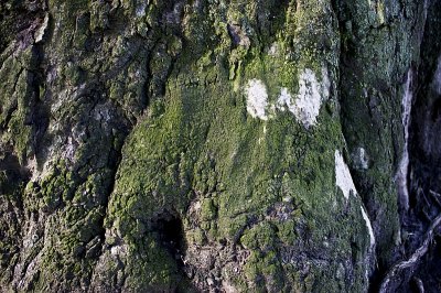 moss & fungi on eucalypt trunk ii