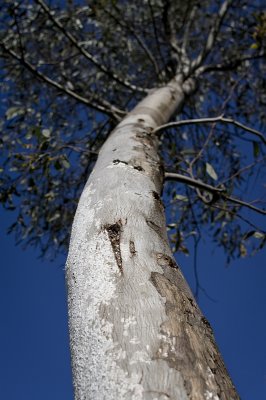 eucalypt trunk with scale
