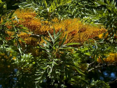 Grevillea robusta