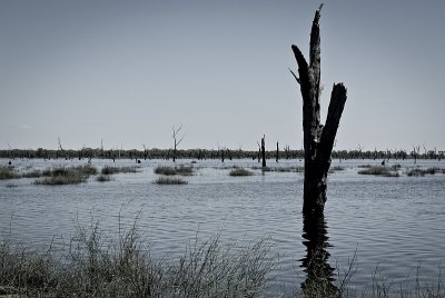 Kow Swamp, Victoria ii