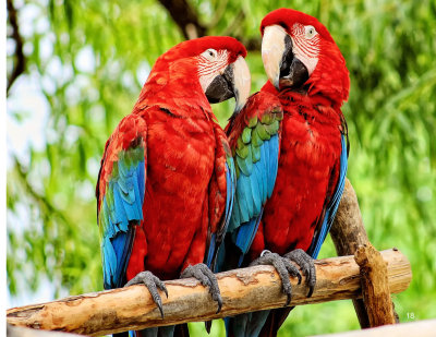 Two Scarlet Macaws