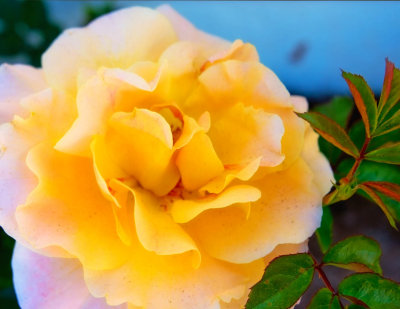 Yellow_White Rose