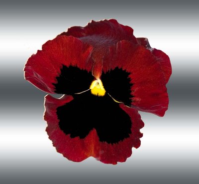 Kathy's Red Pansy