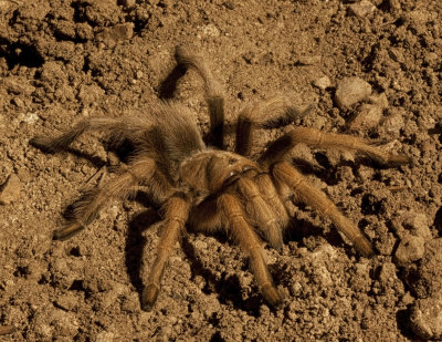 Tarantula