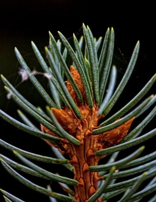 Pine Branch and Needles