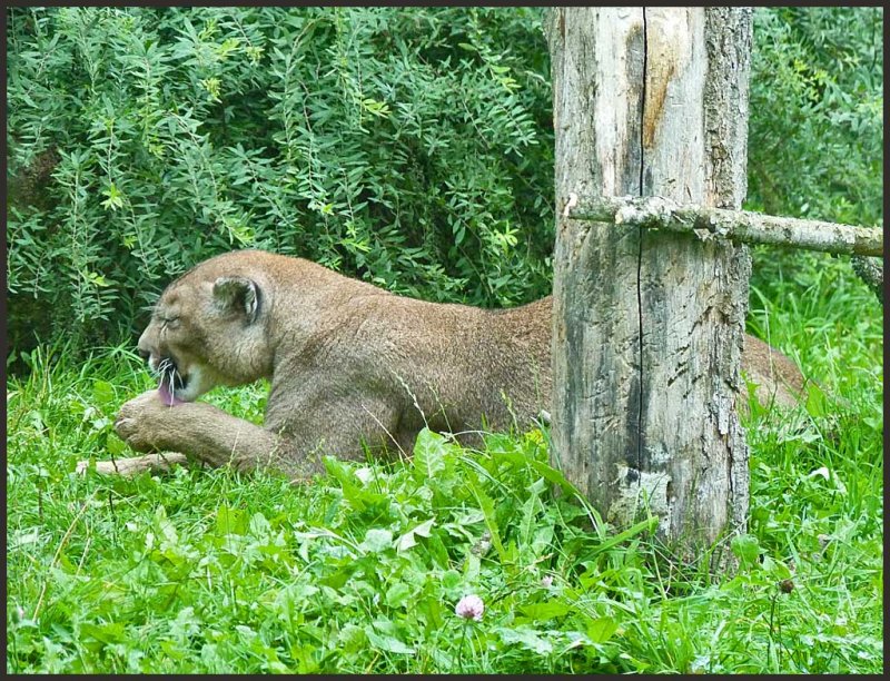 puma