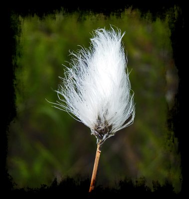 eriophorum angustifolium