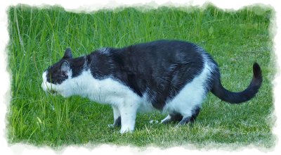 eating grass