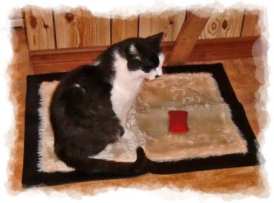new carpet